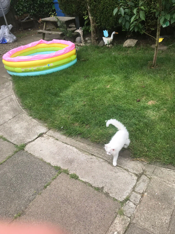 White kittens for sale