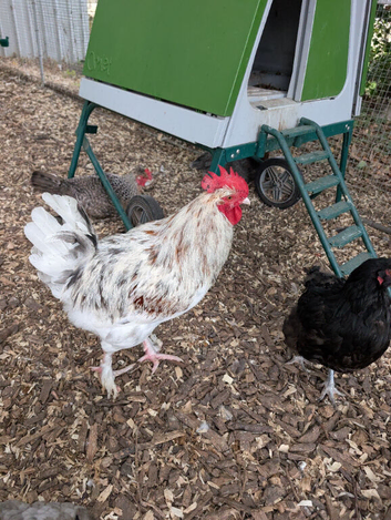 Splash maran cockerel