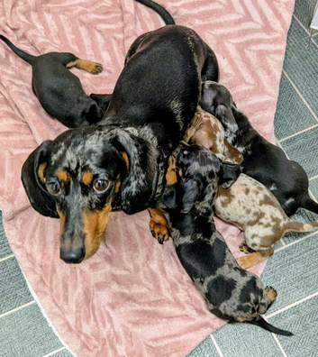 Two gorgeous dapple male miniature dachshunds for sale