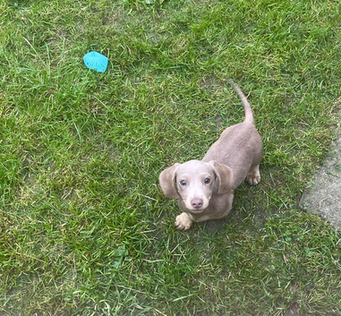 Isabella and tan mini miniature dachshund