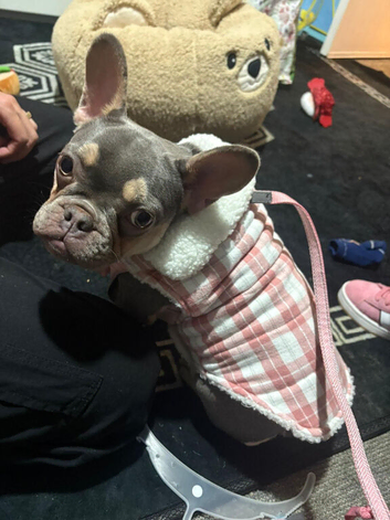 Female French bulldog