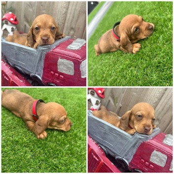 Miniature Dachshund Puppies