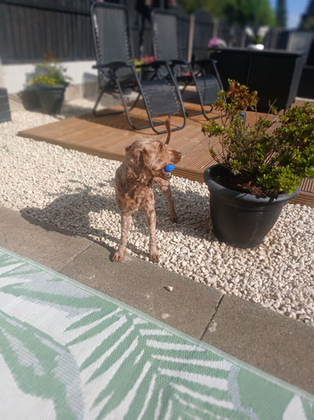 Cockapoo needs rehoming