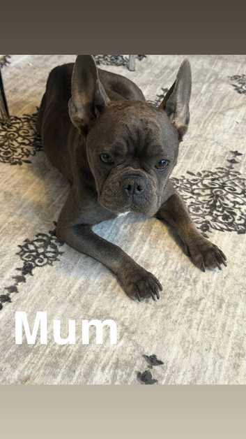 French puppies for sale