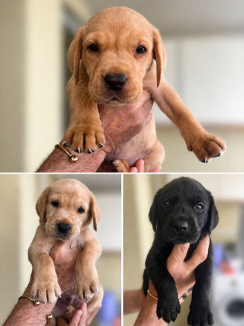 5 Labrador pups red yellow black