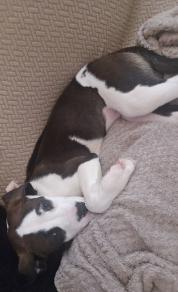 American bulldog cross