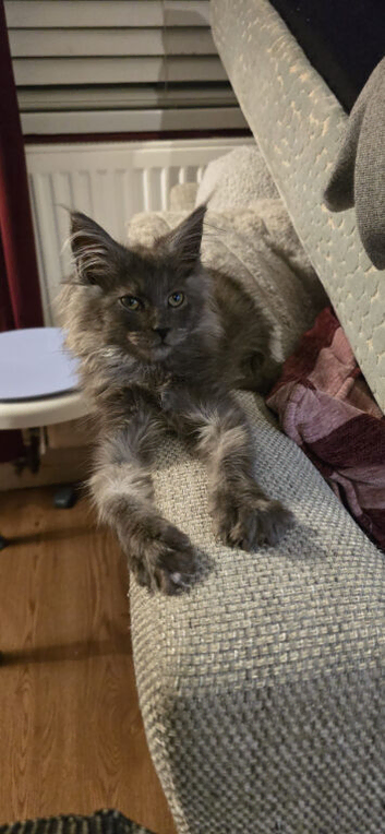 MAINE COON KITTENS