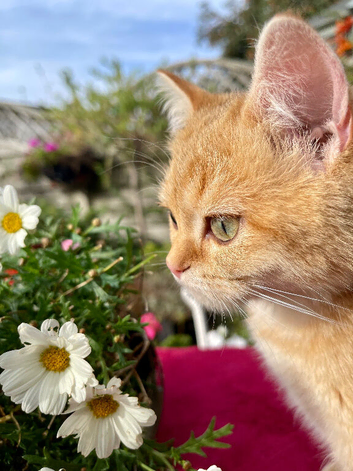 Green Eyed Golden Girl