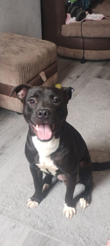 2 year old male staff