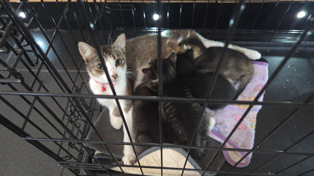 2 kittens ready to leave now