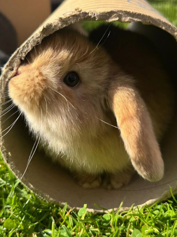 3 x Dwarf lop eared bunnies for sale