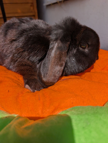 Neutered and vaccinated male