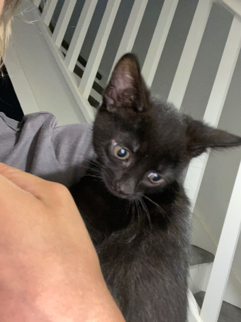 Beautiful black girl kittens
