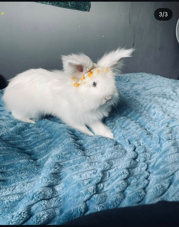 Bunny for sale
