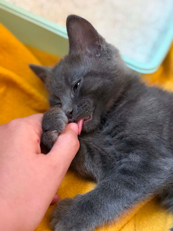 3 male Kittens