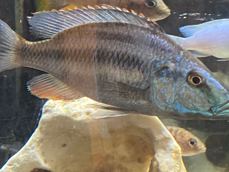 Malawi eye biter cichlids