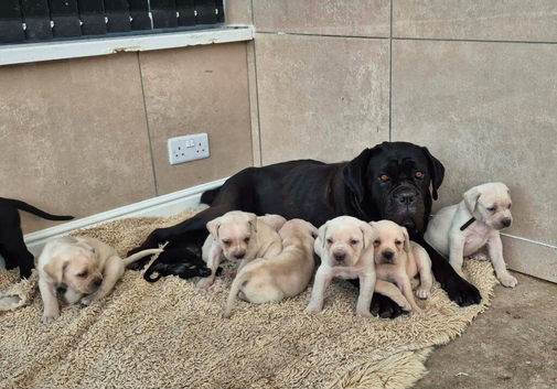 Straw Cane Corso Pups