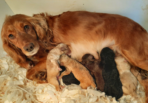 Gorgeous F1 Toy Cockapoo Puppies