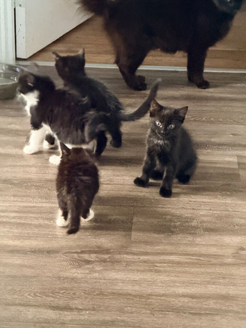Stunning litter of kittens ready now