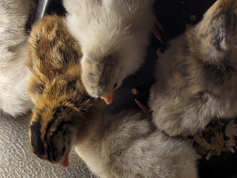 Guinea Fowl Keets