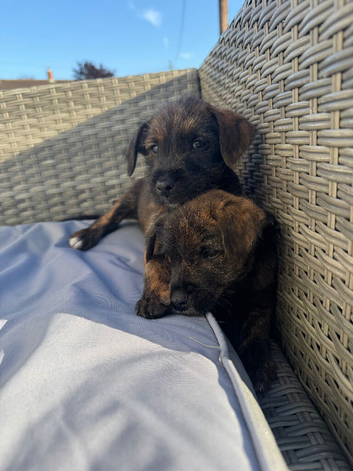 Terrier X Staffy puppies