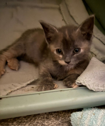 2 x Female kittens *Ready Now*