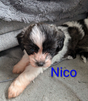 Shihpoo/shihpoochon/shihchon hybrid puppies