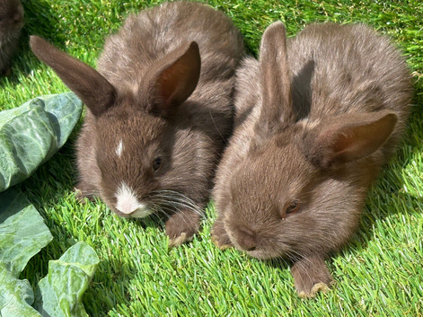 Chocolate button bunnies