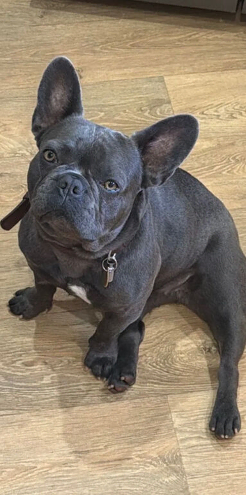 12 month old female french bulldog