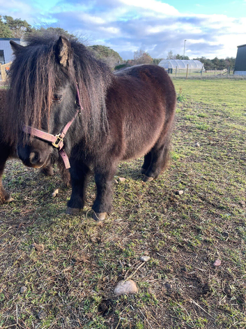 Black Miniature Shetland Mare Spsbs registered
