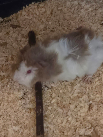 mixed litter for sale
