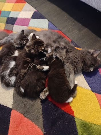 Kittens for sale