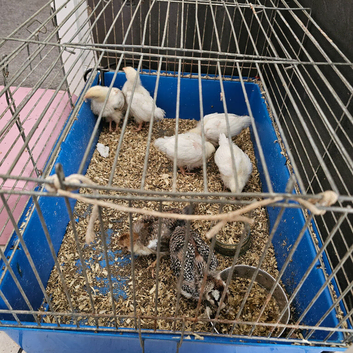 Free chicks