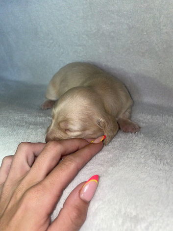 Gorgeous mini cream  dachshund