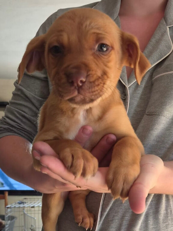 Staff x lab puppies ready to go