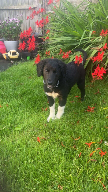 13 week old female