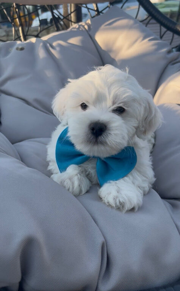 Bichon babies