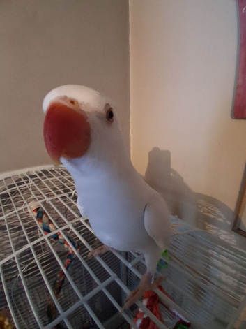 Ringneck (palid blue) for sale &pound;300