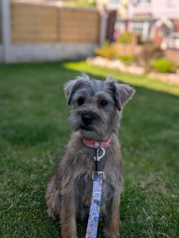 Border terrier cross