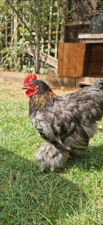Pekin Bantam Cocorel