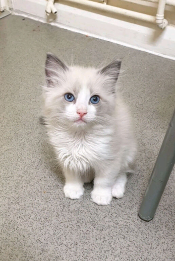 Ragdoll kitten (bicolour)