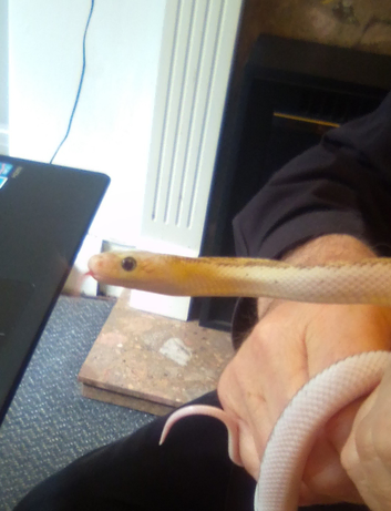 White-sided Black Rat Snakes For Sale