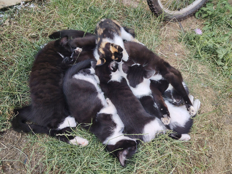 Lovely kitty
