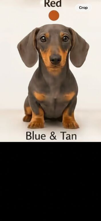 Puppy dachshund