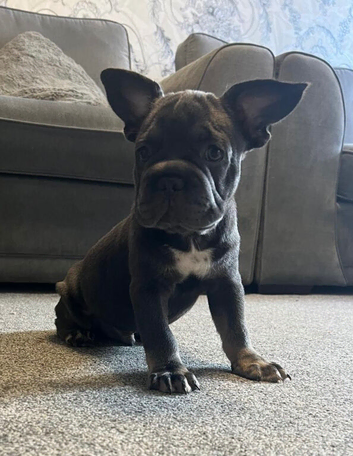 French bulldog puppies!!