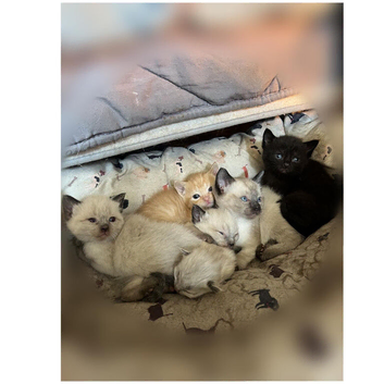 Ragdoll cross kittens