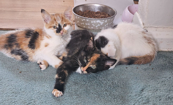 Forever Homes Needed