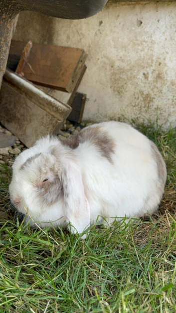 White Lop Rabbit &ndash; Looking for a Loving Home