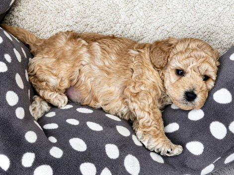 Gorgeous Toy Poodle Puppy &ndash; Ready in 3 weeks
