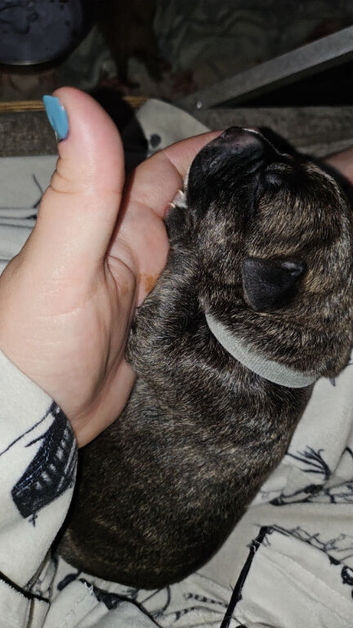 Staffy cross german shepard